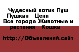 Чудесный котик Пуш-Пушкин › Цена ­ 1 200 - Все города Животные и растения » Кошки   